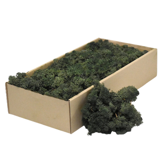 CARTON DE MOUSSE LICHEN - 350G