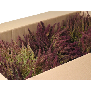 CARTON D'ARBRES ZEECHIUM